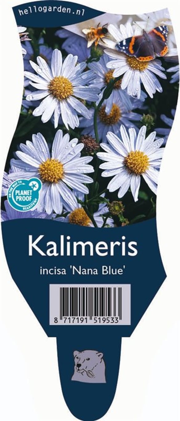 Kalimeris incisa 'Nana Blue' - P11